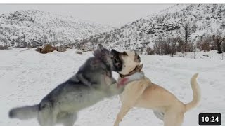Kurt sürüsü köyü bastı Wölfe griffen Hunde an волки нападают на собак wolves attacked dogs