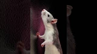 Rats Revealed: Unveiling the Surprising Secrets of These Extraordinary Creatures