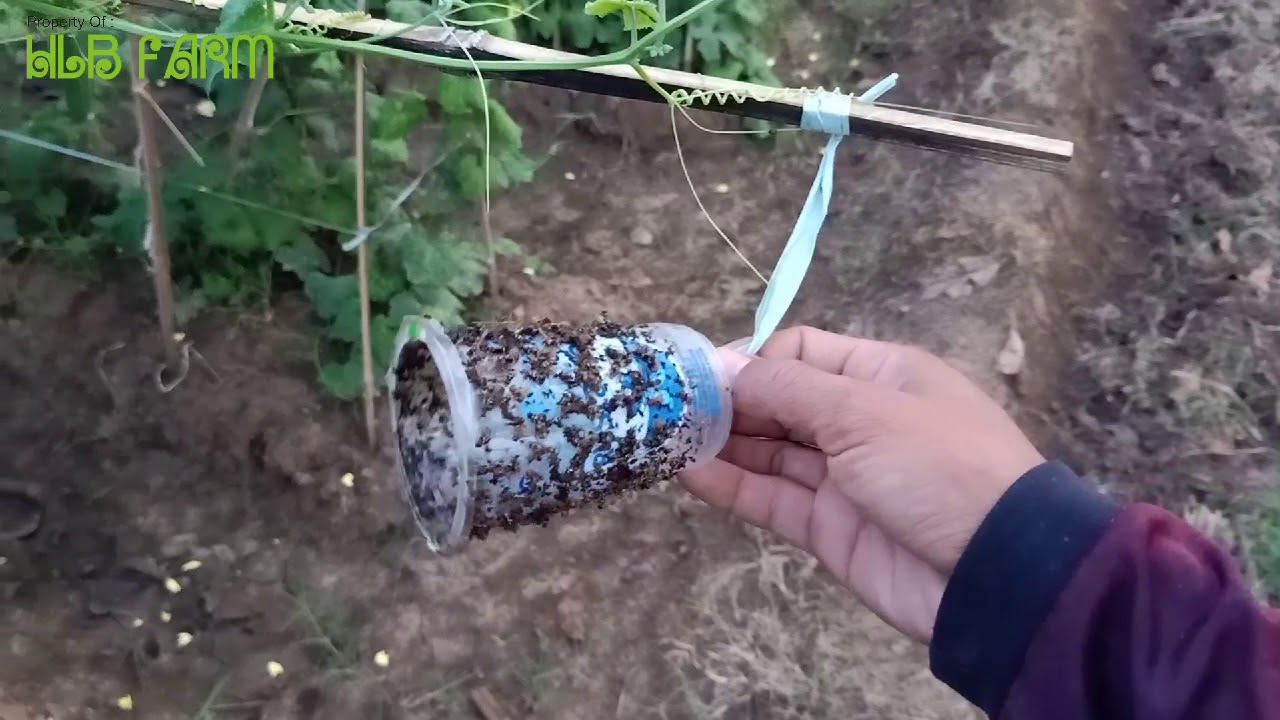Cara Menanam Oyong #Panen Oyong ke 3 Hasilnya Melimpah #2 
