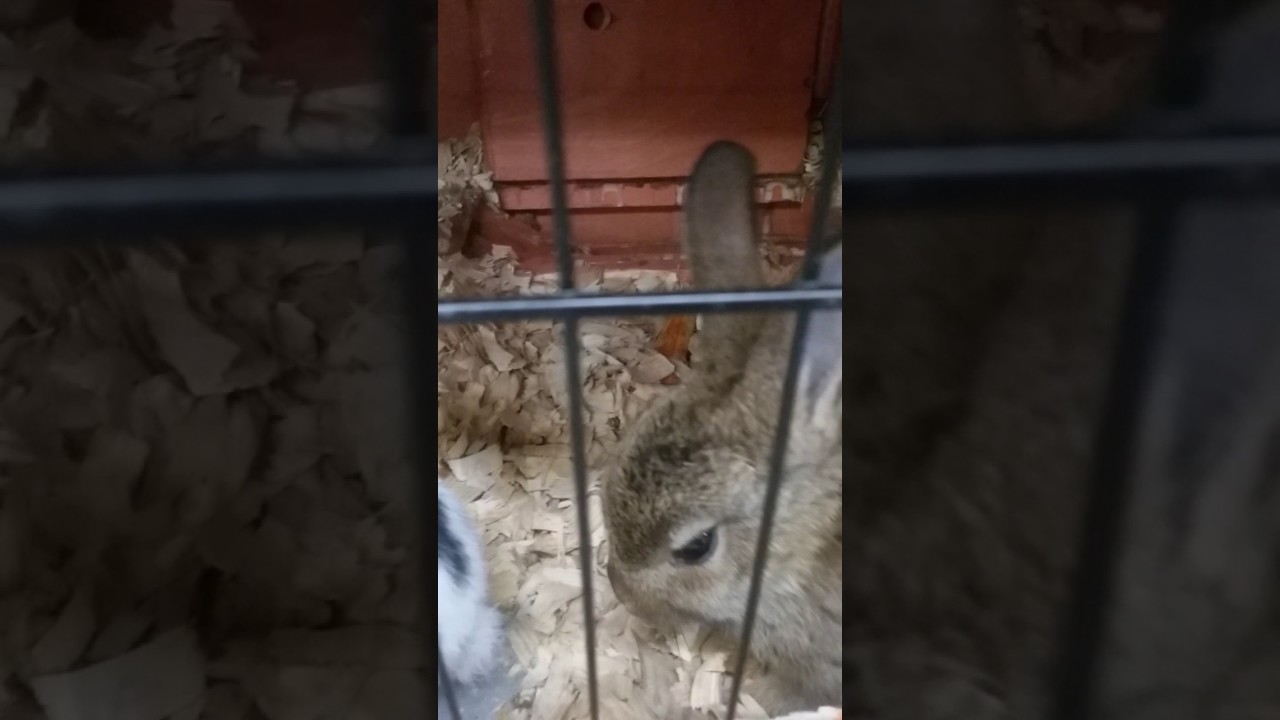 The Bunnies at Rural King are so cute! 😊🐇 YouTube