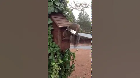 Bad day to be a squirrel with a big head!