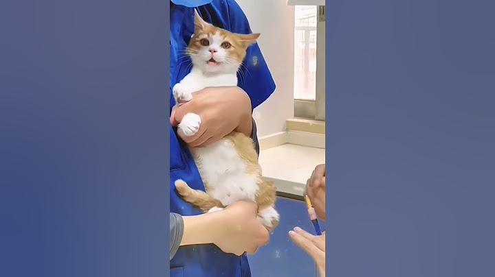 قطة تاخد إبرة مضحك 😂 #cat #like