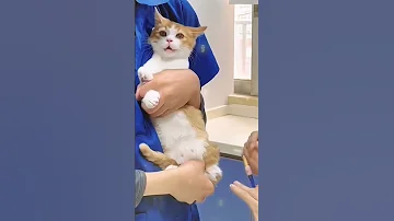 قطة تاخد إبرة مضحك Cat Like 