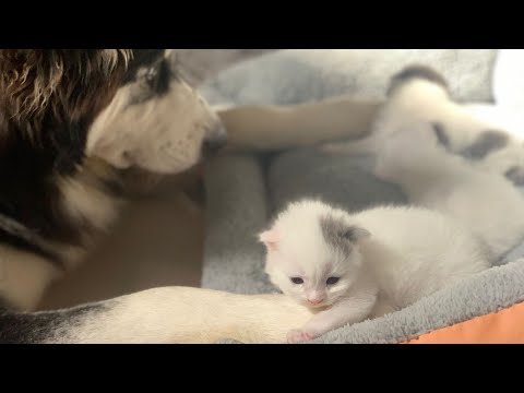 Video: Zou een husky een kat doden?