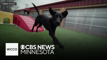 Super Bowl ad features assistance dog non-profit to promote Google Gemini AI