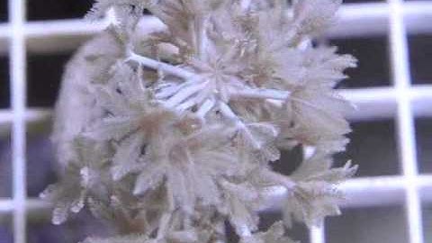 Pulsing Silver Xenia Frag from PetSolutions Pick of the Reef