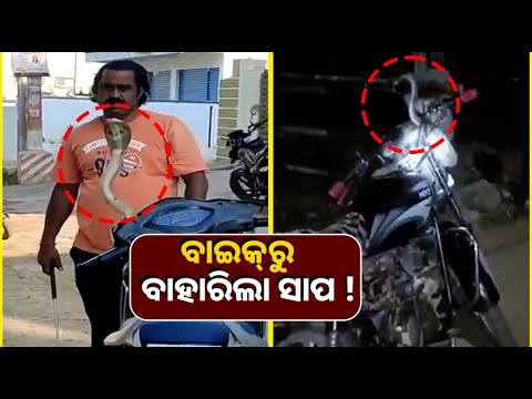 ବାଇକ୍ ଉପରେ ଫଣା ଟେକି ବସିଲା ସାପ, ଦେଖନ୍ତୁ ଭିଜୁଆଲ୍