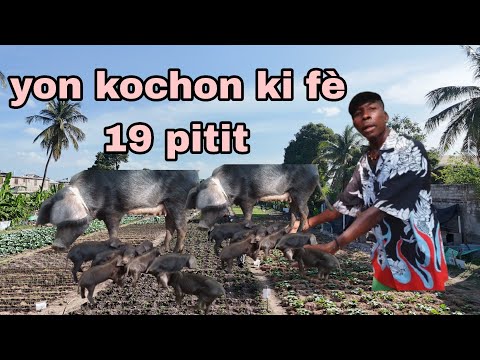 Vin gade avèm tout eksplwa  yon sitwayen fè nan elvaj kochon.