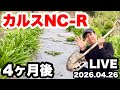 ◆【カルスNC-R】4ヶ月後のリアルをお伝えします!