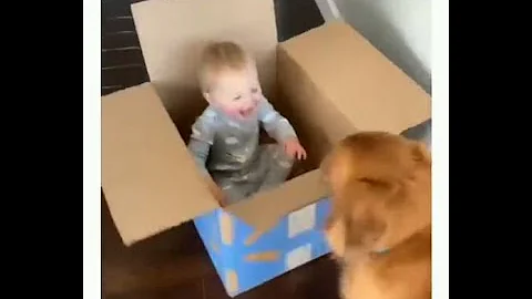 Dog Pulls Baby in Box (live life like this)
