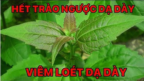 Vĩnh biệt trào ngược dạ dày bằng cây cỏ lào và cây chè dây.