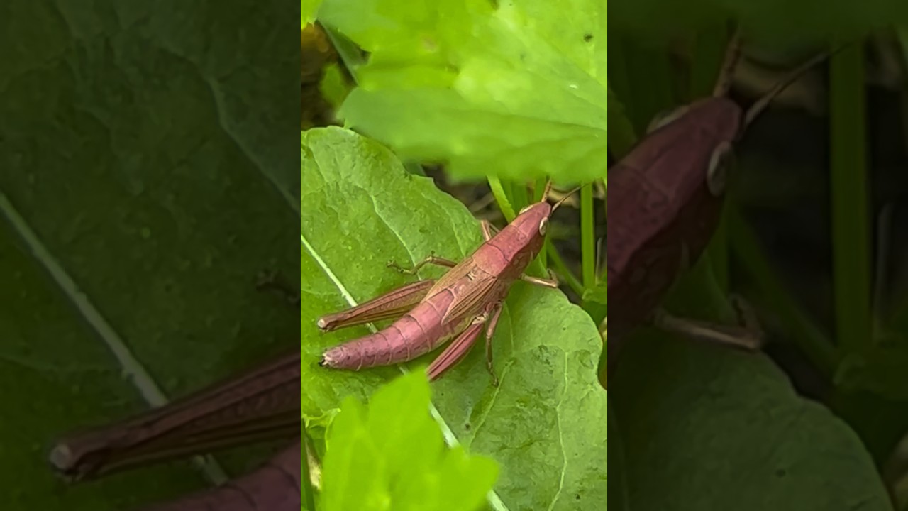 A grasshopper of a funny color 