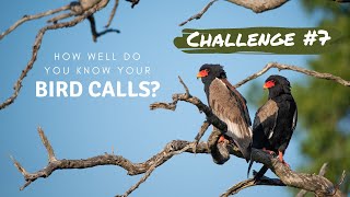 How well do you know your bird calls? | Challenge no.7