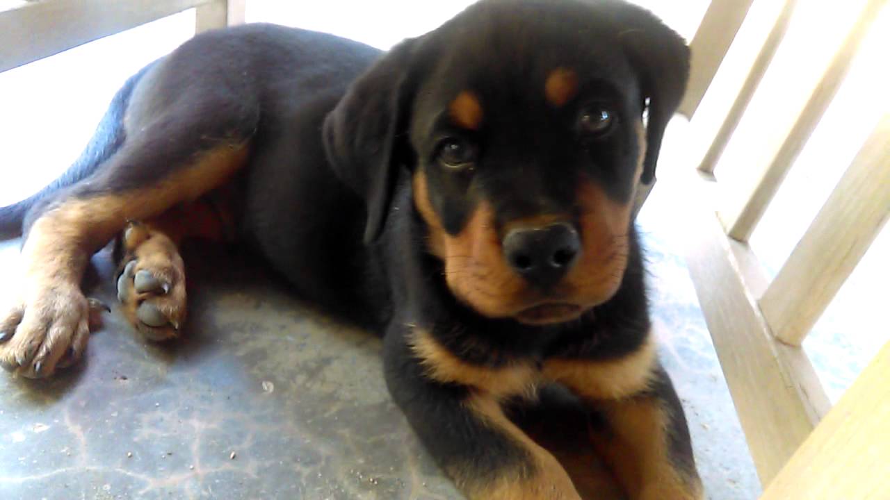 3 month old rottweiler puppy