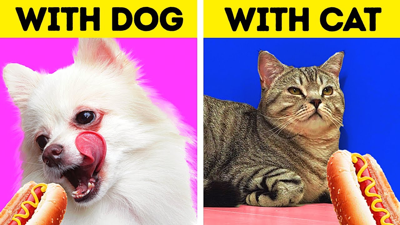 LIFE WITH DOG VS LIFE WITH CAT || 27 PAWSOME TRICKS