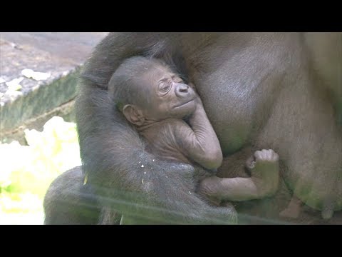 В Московском зоопарке родилась редкая равнинная горилла