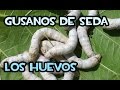 Criar Gusanos de seda (Los Huevos) | La Huerta de Ivan