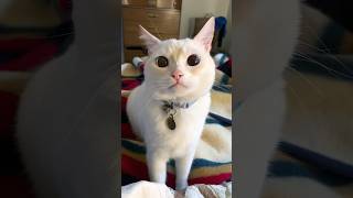 Funny Cats 😹 Episode 34 #Shorts