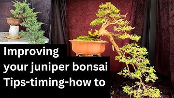 Master the Art of Cascade Bonsai! Expert Tips for Stunning Juniper Bonsai Design