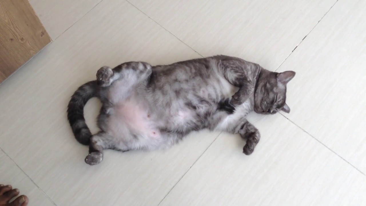 Cat showing the tummy YouTube