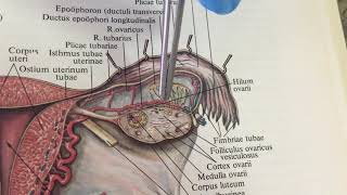 Придатки яичника. Строение. Расположение. Epoophoron,