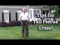Tall Fescue Grass - Expert Lawn Care Turf Tips