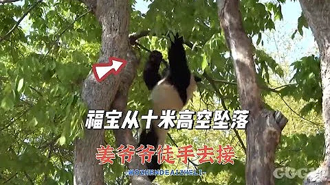 福寶從十米高空墜落，姜爺爺徒手去接，太心疼了#大熊貓福寶【快言快娛】 - 天天要聞