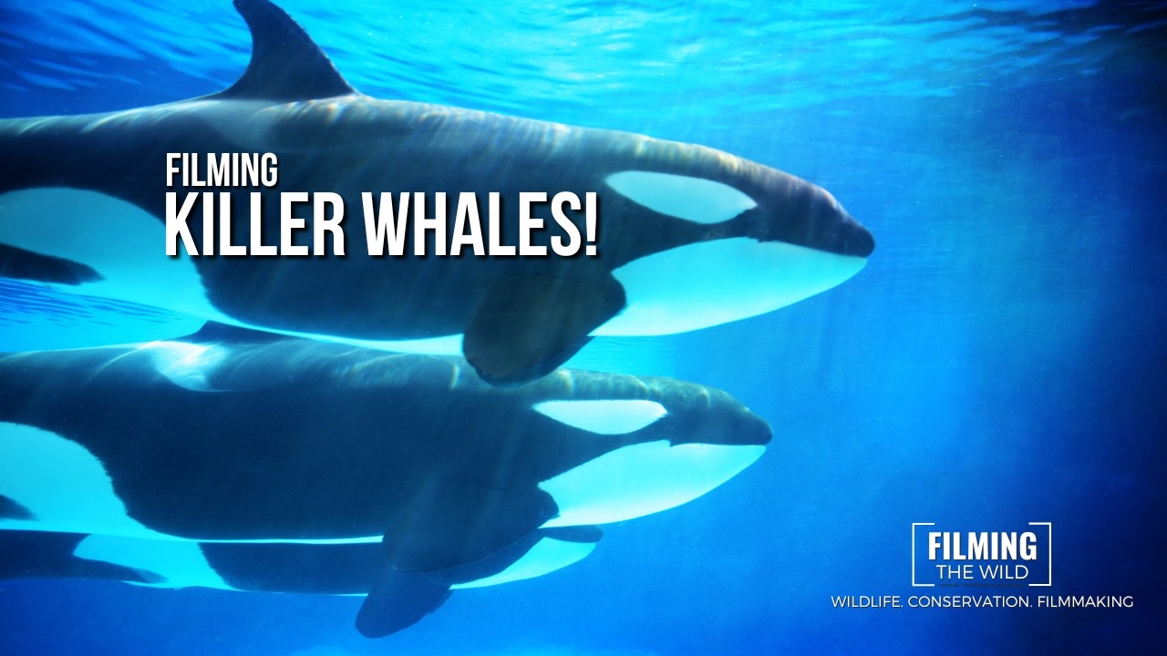 Filming Killer Whales in the Wild! | A Behind the Scenes Look! - YouTube