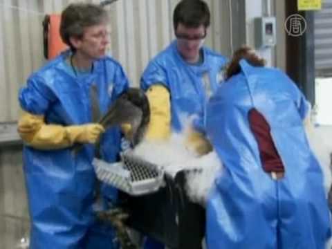 Пеликана отмывают от нефти