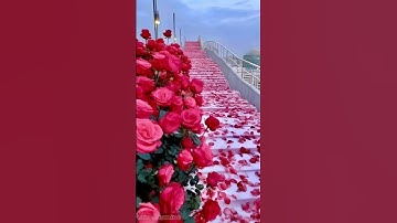 سورة الملك ابراهيم ايڨزون #قرآن #اكسبلور #المصحف #tiktok #duet #تيك_توك #لايك #quran