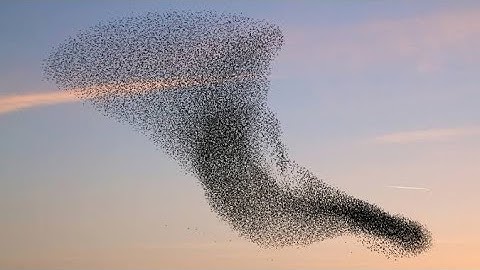 Swarm Intelligence and Swarm Robotics
