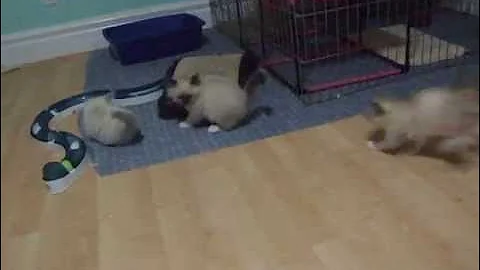 Watch the video about 9 week old Birman kittens playing