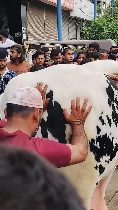 Biggest Cow Qurbani | Qurbani kalre Qubol 🥺 #shorts #viral #trending