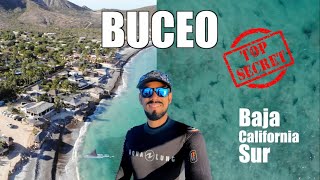 ¿Cuánto cuesta?  ¿Cómo, cuándo y dónde bucear en Baja California? Cabo Pulmo