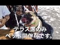 新宿御苑前 オリオールでランチ pug の動画、YouTube動画。