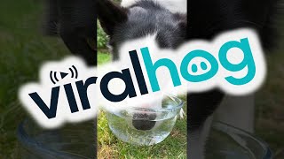 Border Collie Loves Blowing Water Bubbles || ViralHog