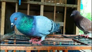 SUARA MERPATI MEMANGGIL BETINA PART 3