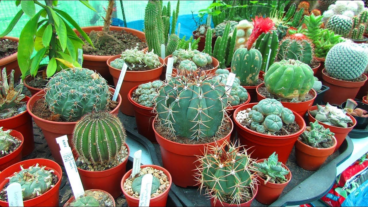 Tips for Overwintering your Cacti & Succulents & sharing my plans for
