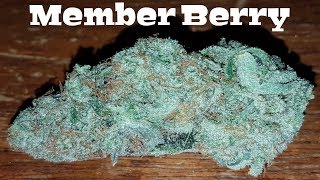 Strain Review - Member Berry