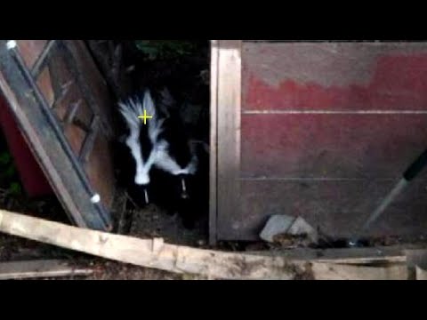 Skunks living under your shed?  Getting rid of skunks and preventing them from coming back.