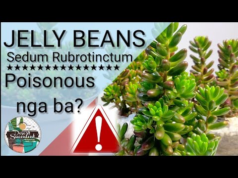 Video: Jelly Bean Plant Facts - Erfahren Sie mehr über den Anbau von Jelly Bean Sedums