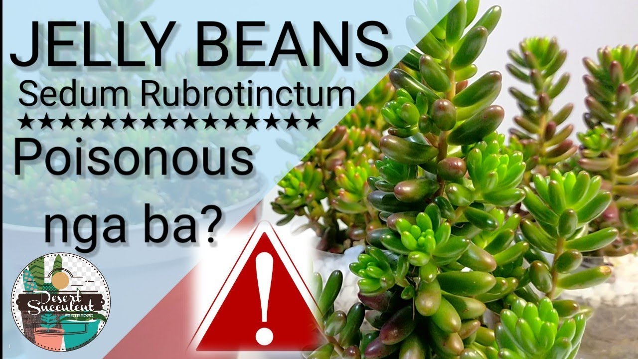 3 Jelly Beans Sedum Rubrotinctum Succulent Care Guide | 다육식물 多肉植物 Suculentas