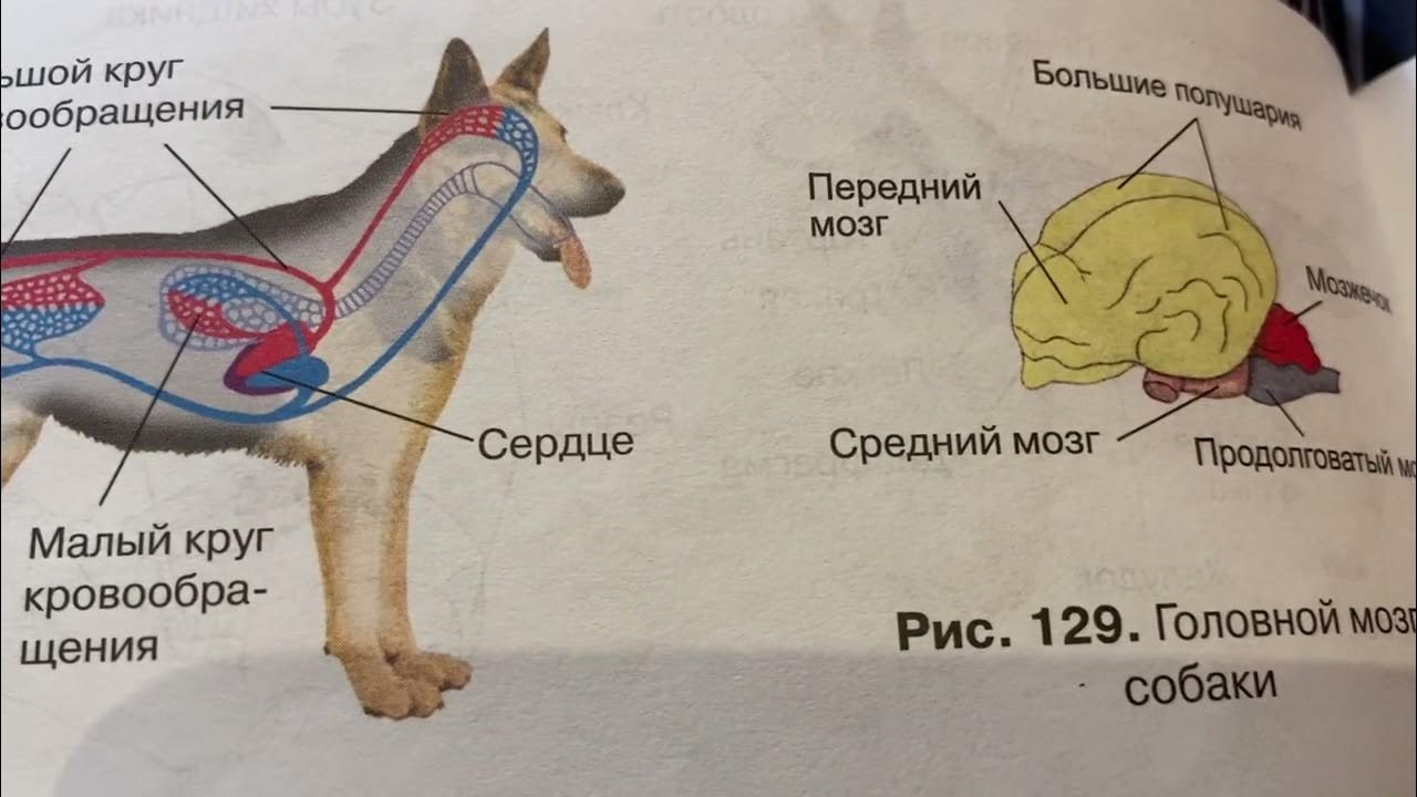 Внешнее строение млекопитающих кратко