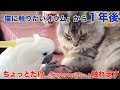 『猫に触りたいオウム』から1年(猫にちょっと触れているオウム)