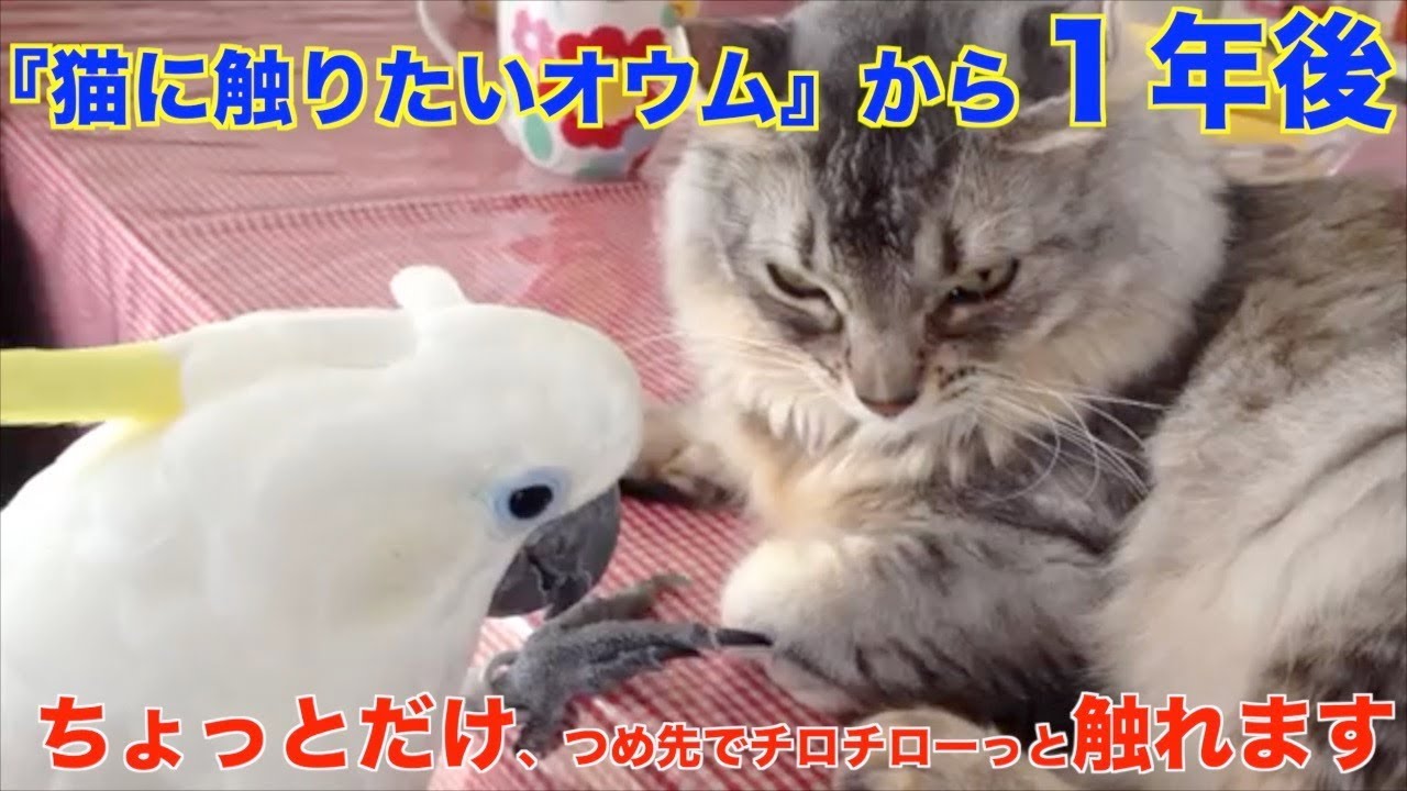 猫にさわりたーい オウムが可愛いすぎる 動画 ハフポスト Life
