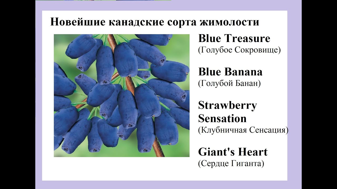 Новые американские сорта жимолости Голубой Банан,Голубое Сокровище,Сердце  Гиганта,Клубничная Сенсаци - YouTube
