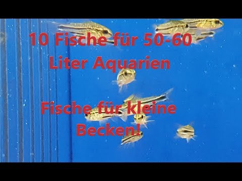 10 Fische für 50-60 Liter Aquarien Teil 2