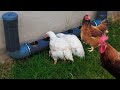 لو عندك دجاج بالبيت اليك هده الفكرة العبقرية = Make a chicken feeder easily. With two entrances