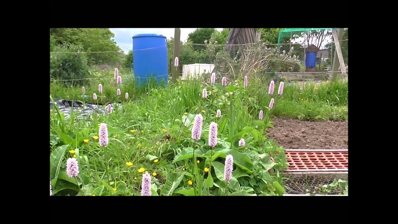 Allotment Grow How Planting Squash in the summer YouTube