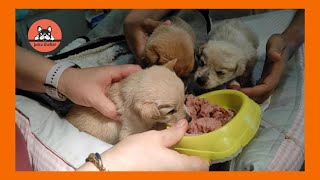 The Five Tiny Puppies Just Rescued Are Being Treated